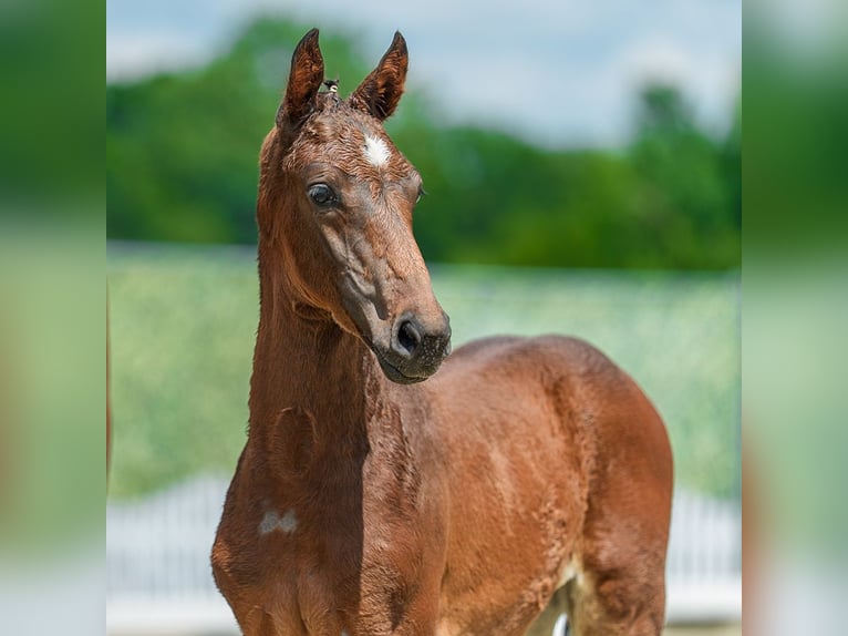 Westphalian Stallion Foal (04/2026) Brown in Mnster-Handorf