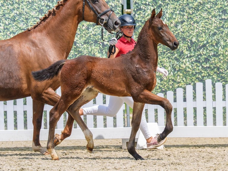 Westphalian Stallion Foal (04/2026) Brown in Mnster-Handorf