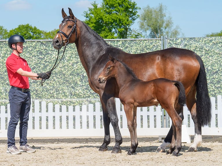 Westphalian Stallion  Brown in Mnster-Handorf