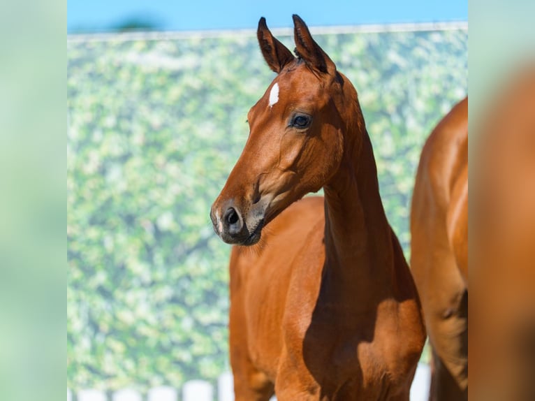 Westphalian Stallion Foal (05/2026) Brown in Mnster-Handorf