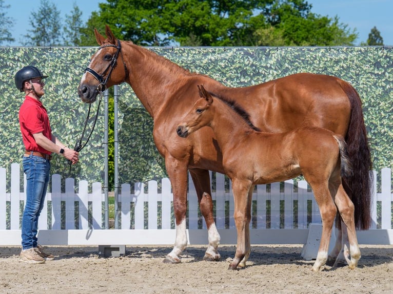 Westphalian Stallion  Brown in Mnster-Handorf