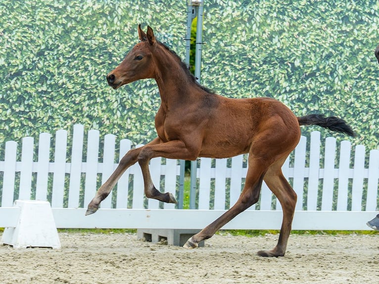 Westphalian Stallion Foal (03/2026) Brown in Mnster-Handorf