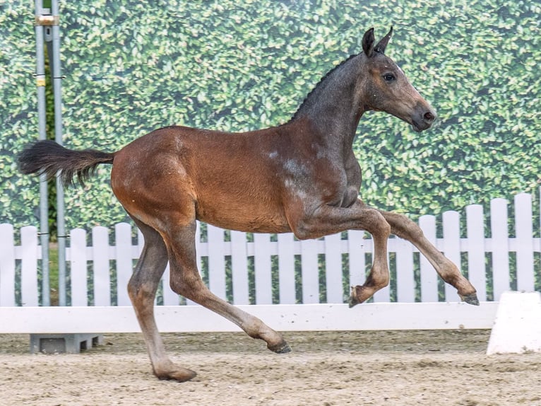 Westphalian Stallion  Brown in M&#xFC;nster Handorf