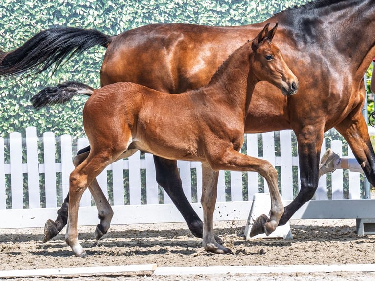 Westphalian Stallion  Brown in M&#xFC;nster Handorf
