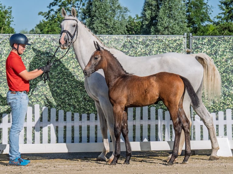 Westphalian Stallion  Brown in M&#xFC;nster Handorf