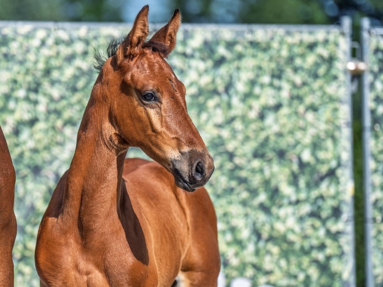 Westphalian Stallion  Brown in M&#xFC;nster Handorf