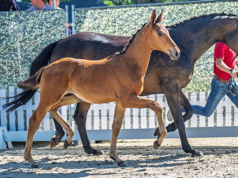 Westphalian Stallion  Brown in M&#xFC;nster Handorf