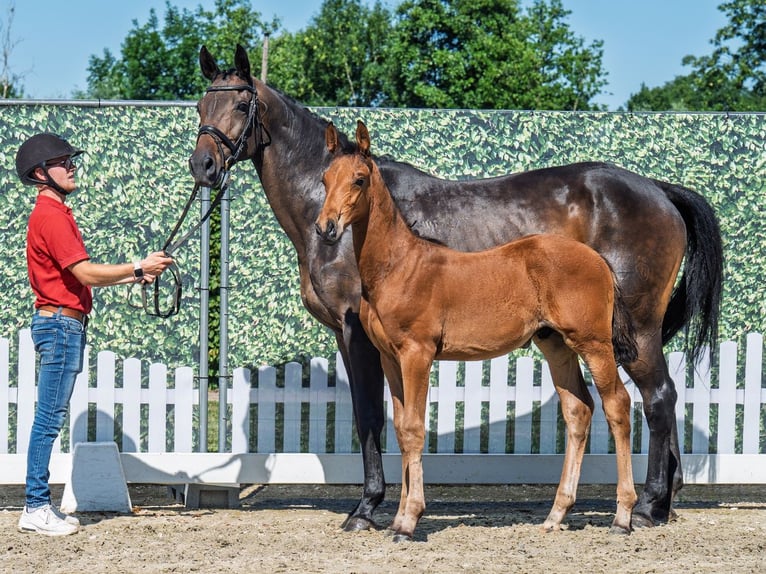 Westphalian Stallion  Brown in M&#xFC;nster Handorf