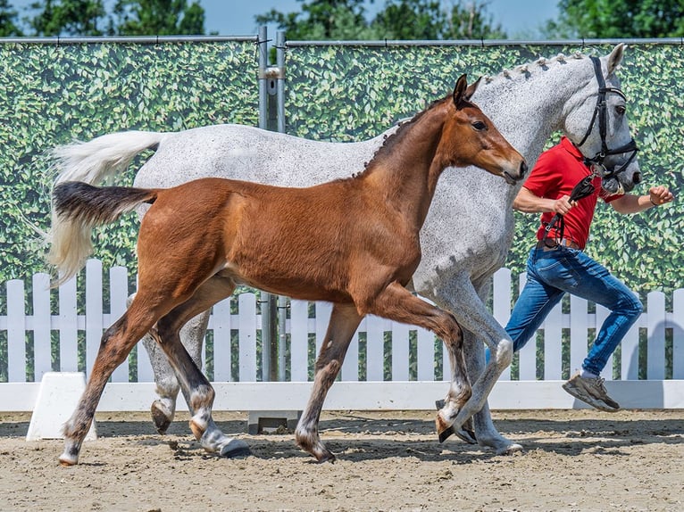 Westphalian Stallion  Brown in M&#xFC;nster Handorf