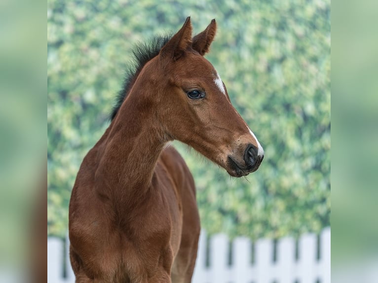 Westphalian Stallion Foal (03/2026) Brown in Münster-Handorf