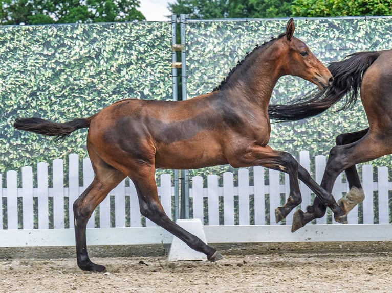 Westphalian Stallion  Brown in M&#xFC;nster Handorf