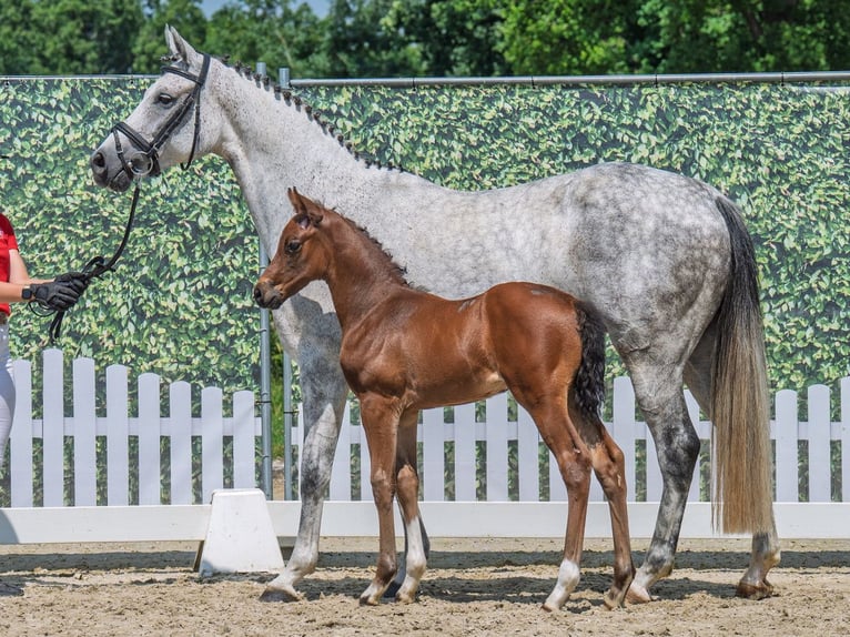 Westphalian Stallion  Brown in M&#xFC;nster Handorf