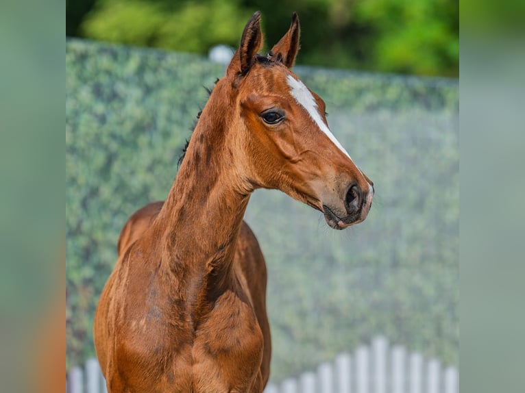 Westphalian Stallion Foal (05/2025) Brown in M&#xFC;nster-Handorf