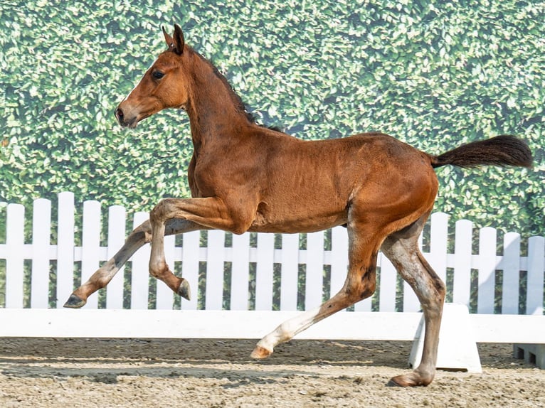 Westphalian Stallion Foal (05/2025) Brown in M&#xFC;nster-Handorf