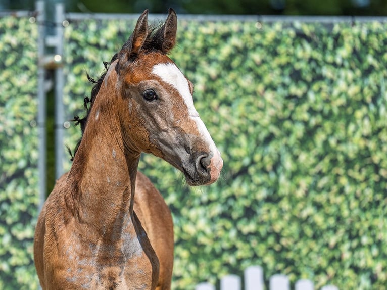 Westphalian Stallion  Brown in M&#xFC;nster Handorf