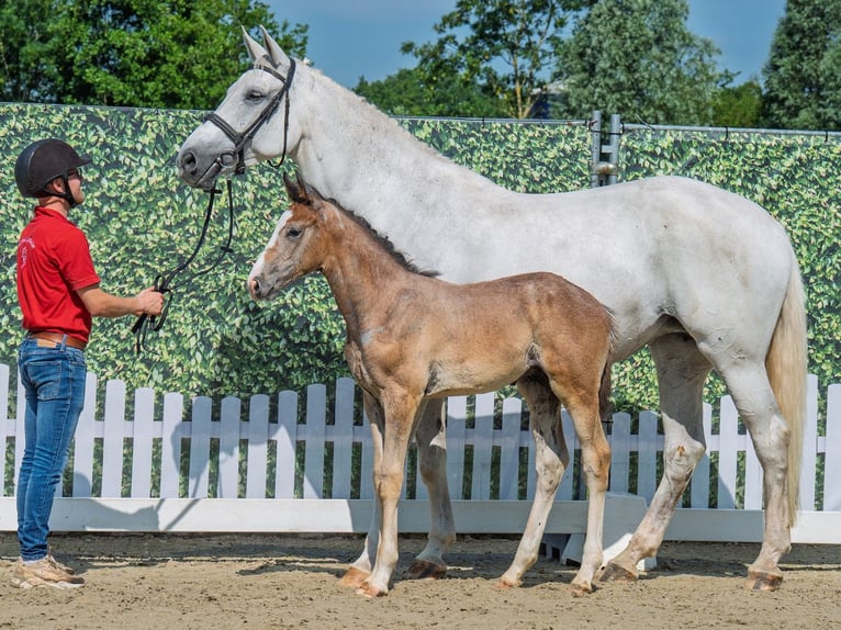 Westphalian Stallion  Brown in M&#xFC;nster Handorf