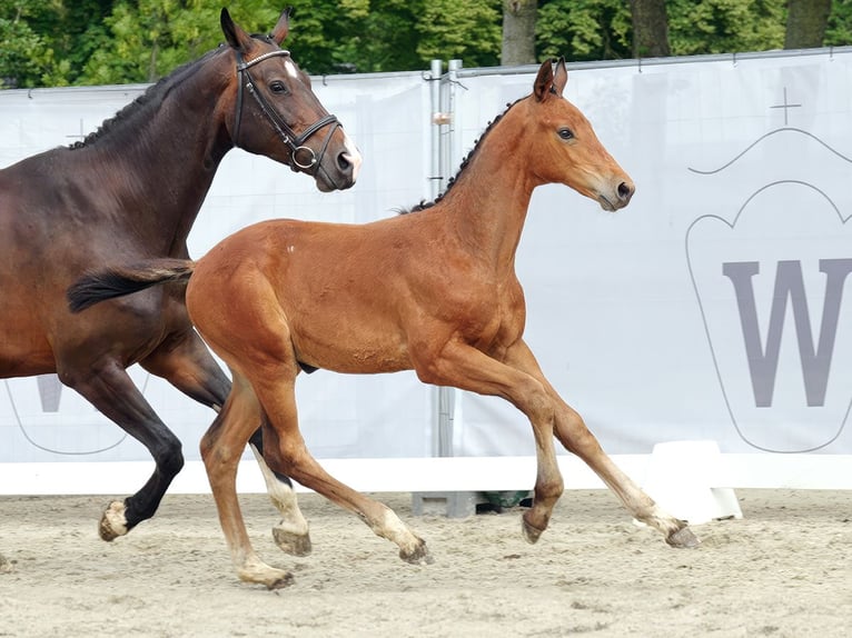 Westphalian Stallion Foal (05/2023) Brown in Münster-Handorf