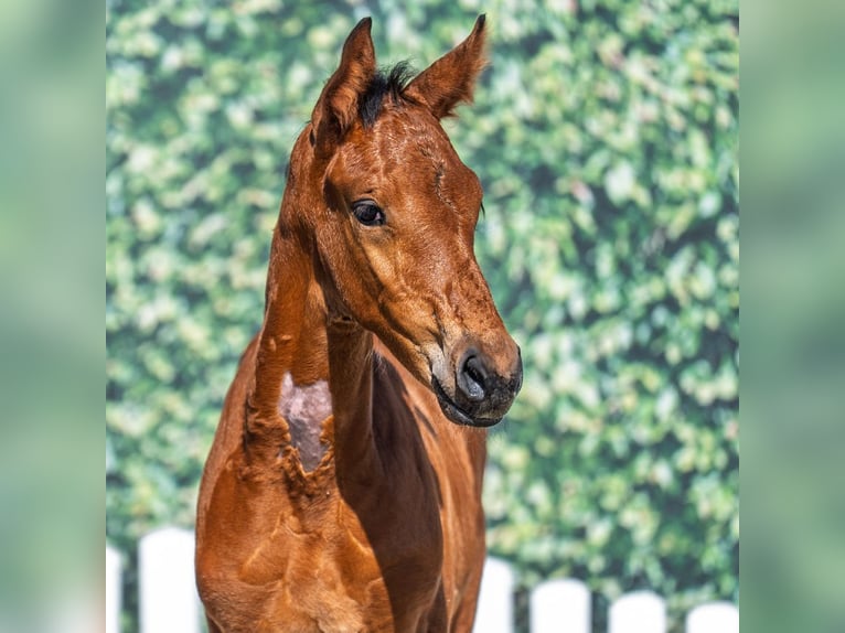 Westphalian Stallion Foal (06/2025) Brown in M&#xFC;nster-Handorf