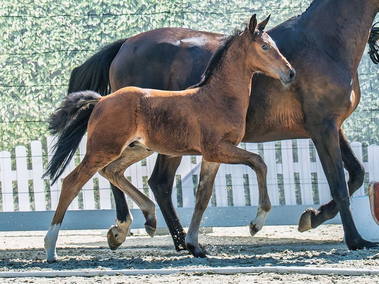 Westphalian Stallion  Brown in M&#xFC;nster Handorf