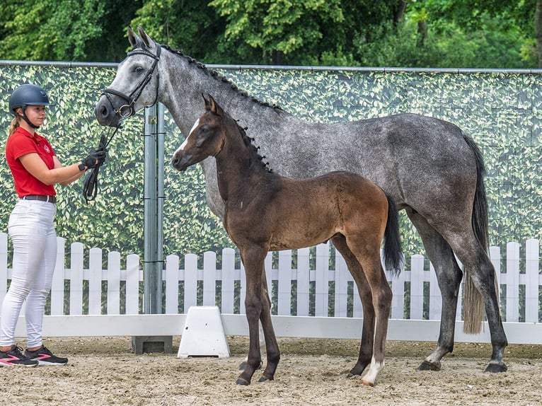 Westphalian Stallion  Brown in M&#xFC;nster Handorf