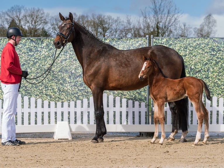 Westphalian Stallion Foal (03/2026) Brown in Münster-Handorf