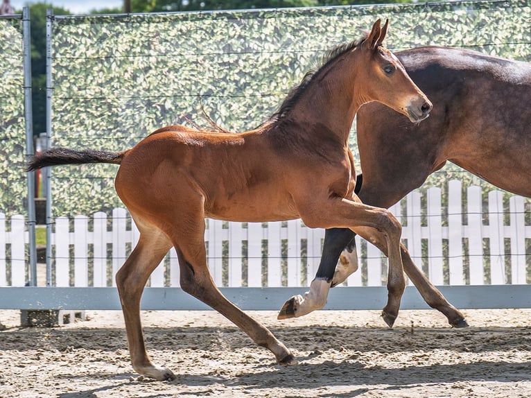 Westphalian Stallion  Brown in M&#xFC;nster Handorf