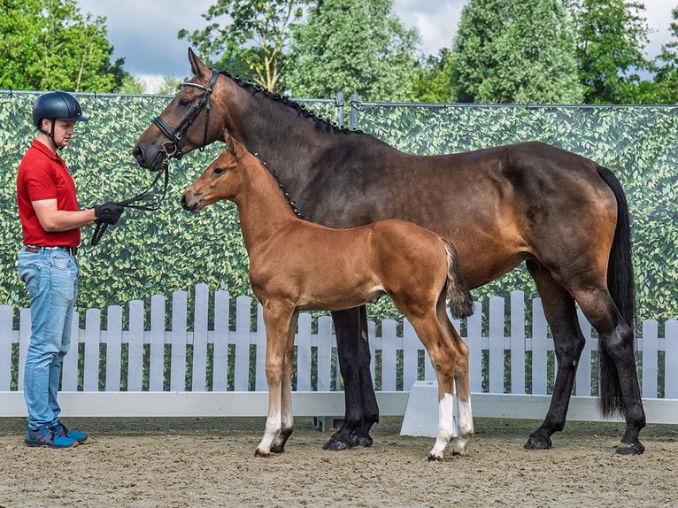 Westphalian Stallion  Brown in M&#xFC;nster Handorf