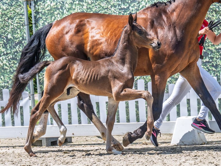 Westphalian Stallion  Brown in M&#xFC;nster Handorf