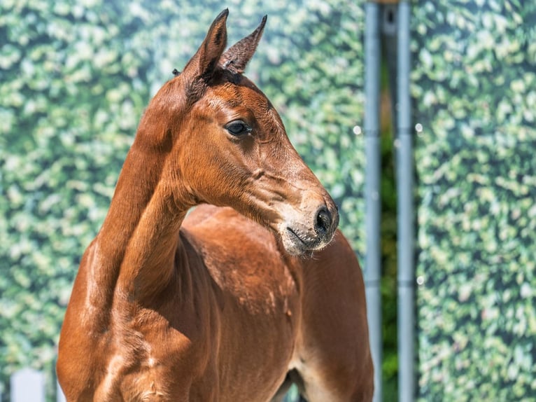 Westphalian Stallion  Brown in M&#xFC;nster Handorf
