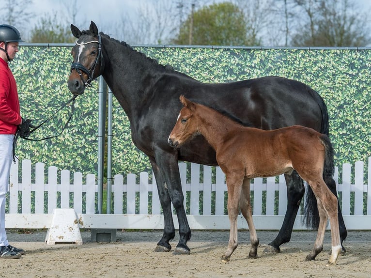 Westphalian Stallion Foal (03/2026) Brown in Münster-Handorf