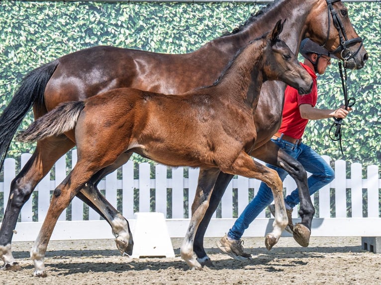 Westphalian Stallion  Brown in M&#xFC;nster Handorf
