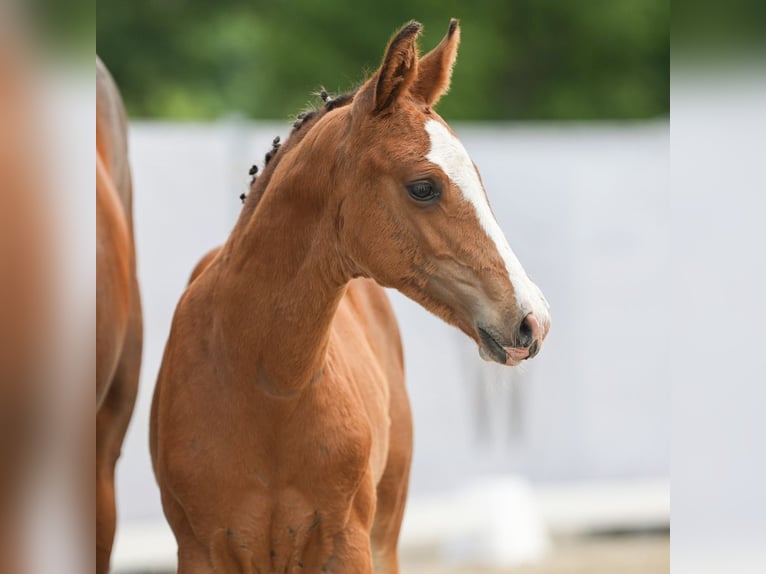 Westphalian Stallion Foal (04/2024) Brown in Münster-Handorf