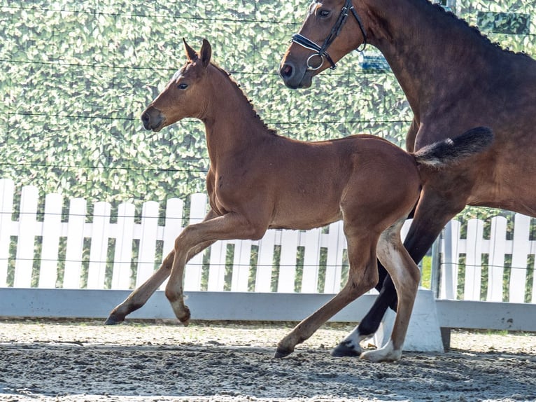 Westphalian Stallion  Brown in M&#xFC;nster Handorf
