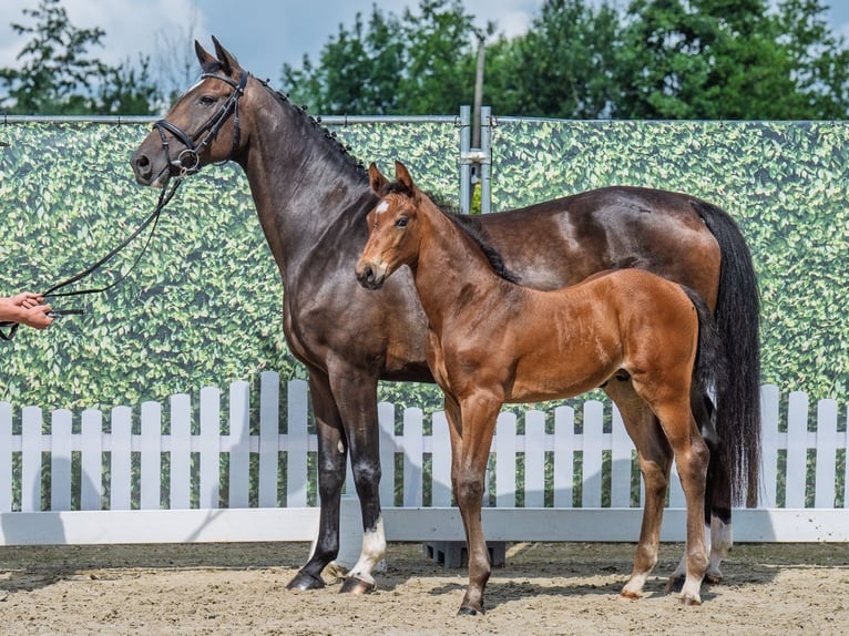 Westphalian Stallion  Brown in M&#xFC;nster Handorf