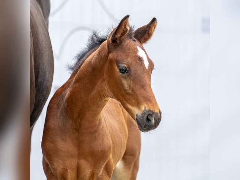 Westphalian Stallion Foal (05/2023) Brown in Münster-Handorf