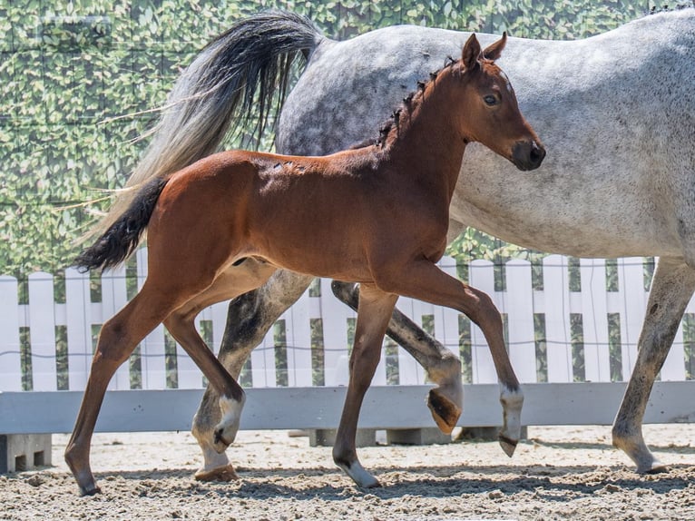 Westphalian Stallion  Brown in M&#xFC;nster Handorf