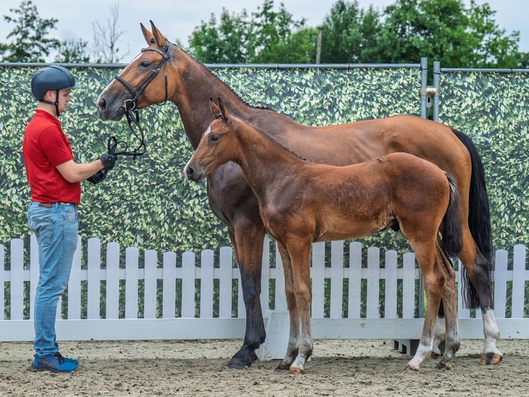 Westphalian Stallion  Brown in M&#xFC;nster Handorf