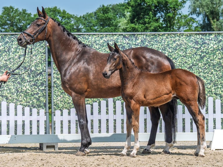 Westphalian Stallion  Brown in M&#xFC;nster Handorf