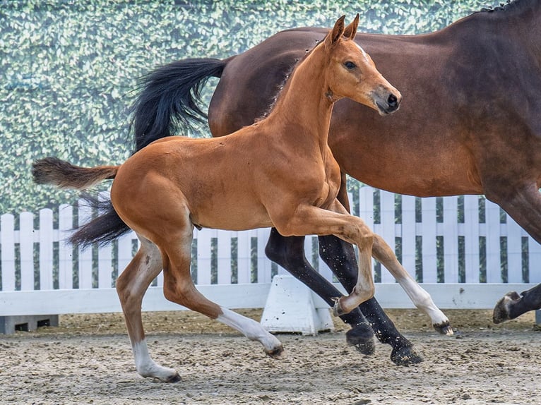 Westphalian Stallion  Brown in M&#xFC;nster Handorf