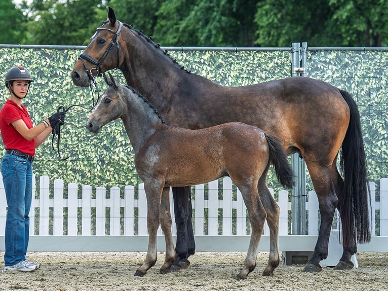 Westphalian Stallion  Brown in M&#xFC;nster Handorf