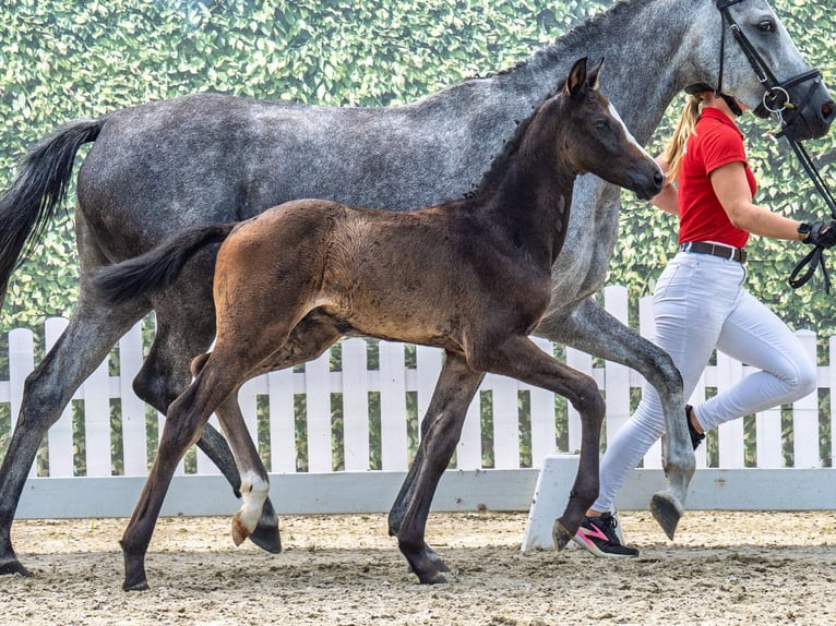 Westphalian Stallion  Brown in M&#xFC;nster Handorf