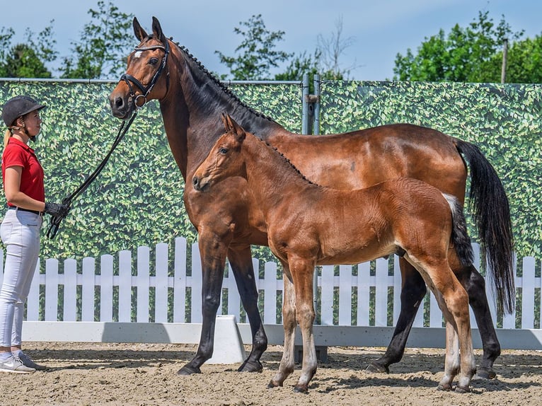 Westphalian Stallion  Brown in M&#xFC;nster Handorf