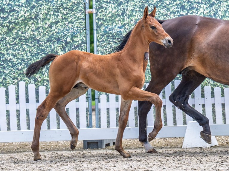 Westphalian Stallion  Brown in M&#xFC;nster Handorf