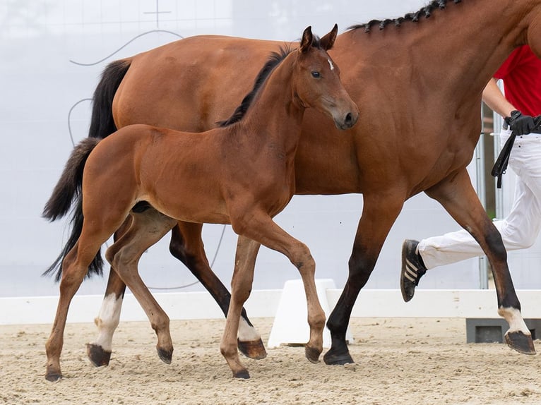 Westphalian Stallion Foal (06/2024) Brown in Münster-Handorf