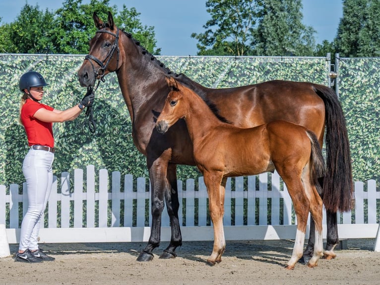 Westphalian Stallion  Brown in M&#xFC;nster Handorf