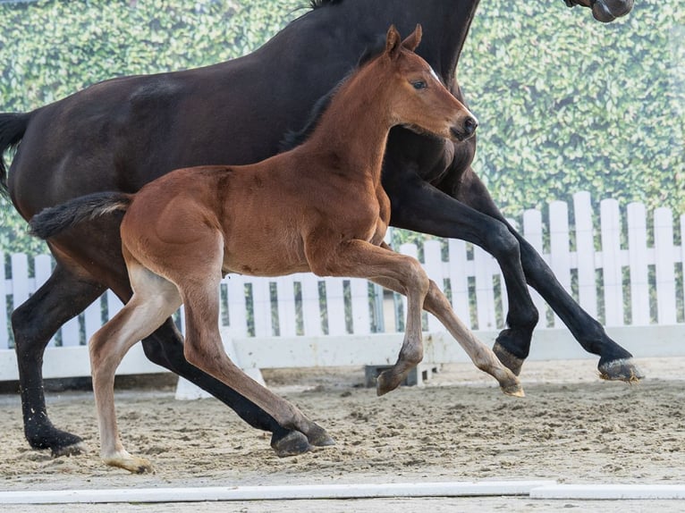 Westphalian Stallion Foal (03/2026) Brown in Münster-Handorf