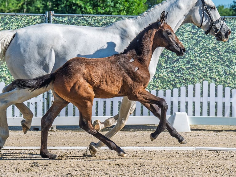 Westphalian Stallion  Brown in M&#xFC;nster Handorf