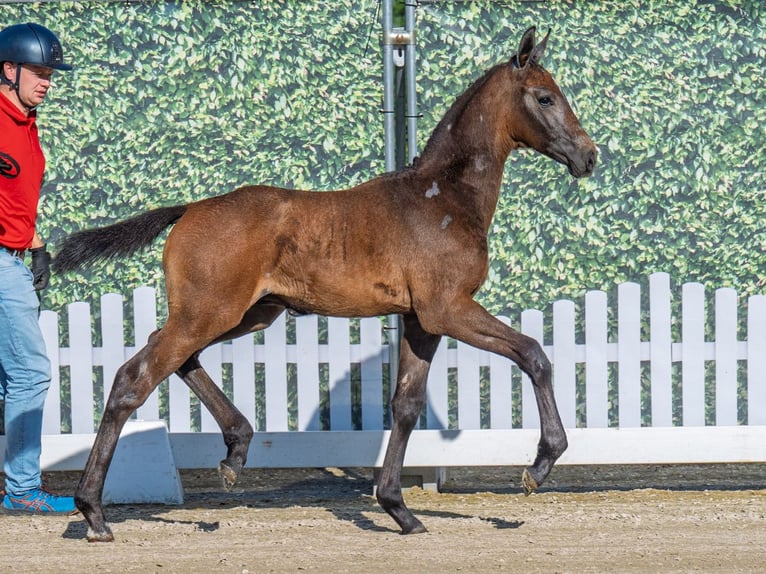 Westphalian Stallion  Brown in M&#xFC;nster Handorf
