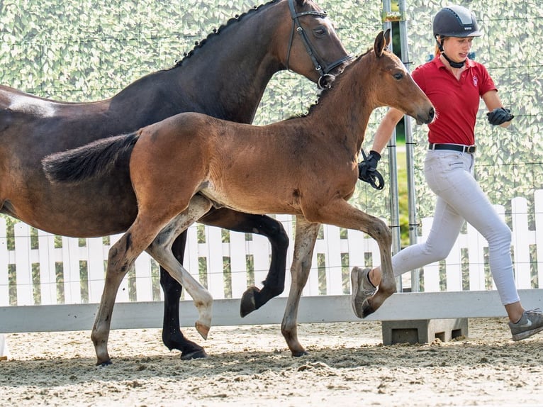 Westphalian Stallion Foal (05/2025) Brown in M&#xFC;nster-Handorf