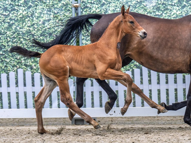 Westphalian Stallion  Brown in M&#xFC;nster Handorf